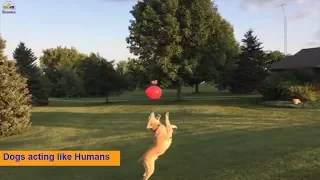 Funny Dogs Acting Like Humans 🐶 🐱  funny animals behaving like humans 2019