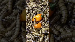 GUSANOS 🆚 CHILES HABANEROS 🌶🌶🌶🐛 #insects #timelapse #worms