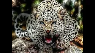 Животный мир ТРОПА ВОЙНЫ Лев Леопард Хищники Африки охота Конфликт защита территории