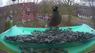 Bullfinch vs. Blue Tit, Round 2