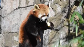 レッサーパンダ イチゴのお食事タイム／野毛山動物園