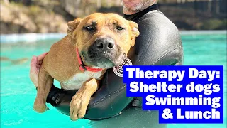 Mood Boosting Video of Happy Dogs Swimming in Pool | The Farm