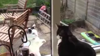 Кошки сражаются через стекло  Подборка Топ 9