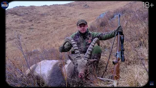 Get a trophy capricorn. Dangerous mountain hunting in the Altai mountains