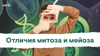 Отличия митоза и мейоза | Биология с Мишей Гис