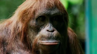 Orangutan saws a tree  Spy in the Wild