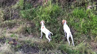 Yavru av köpeği Eğitim videosu ilk kez bıldırcına ferma İngiliz pointer