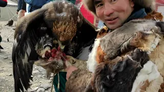 Как охотятся в Монголии и Казахстане с беркутами. Фестиваль беркутчей.