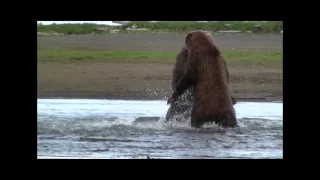 GRIZZLY FIGHT COMPILATION HD-  katmai, alaska,  Grizzly vs Grizzly, bear fight