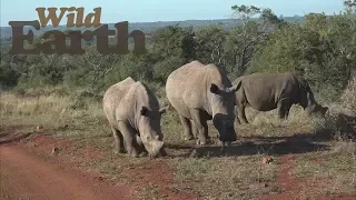 WildEarth - Sunset Safari - 18 July 2020