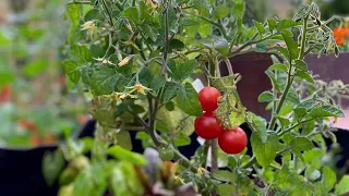 🍅LIVE: Growing Tomatoes -  4 Mistakes to Avoid (REPLAY)