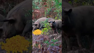 Wild Hogs vs TANNERITE