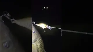 Night fishing (lateral lines) on lake lanier