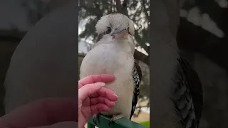 Kookaburra enjoys tummy rub 😍 and let’s me know by clicking beak 😄❤️ #shorts #birds #kookaburra