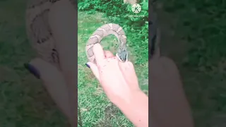 A Water Snake Takes a "Nice Bite" of a Girls Hand#shorts #youtubeshorts #comedy #viral