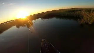 Redfish in the skinny! Keith's Lake Sabine