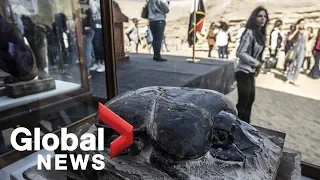 Egypt unveils cache of mummified animals including world's largest scarab beetle