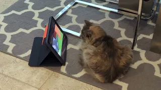 Sushi loves watching tom and jerry