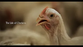 Never-Before-Seen Footage Reveals the Life of Chickens on Factory Farms