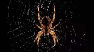 Beautiful Spider Web Build Time-lapse | BBC Earth