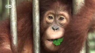 Salvemos al orangután | Visión futuro