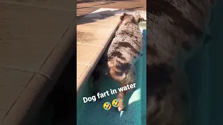 Dog farting under the water || dog farts