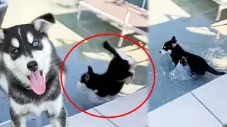 Puppy Escapes and Falls into the Pool!?