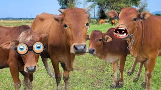 con bò - tổng hợp nhạc con bò sôi động - nhạc con bò  - nhạc chế con bò - nhạc con bò remix