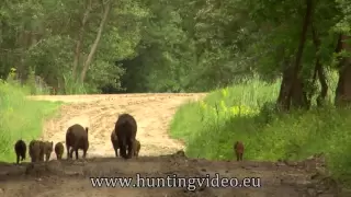 The Great Flood In Gemenc (HD)