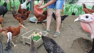 Elimina parásitos de tus gallinas, pollos guajolotes con menos de 10 pesos //No se volveran enfermar