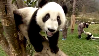 Ultimate | National Geographic Documentary   Rare panda's life | Must Watch!!