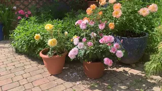 Rose Garden Tour | The Parfuma Collection | Kordes Roses | David Austin Rose Garden