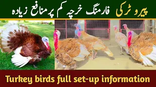 Turkey farming | Pero turkey farming |Turkey birds information | Turkey birds farming Pakistan |
