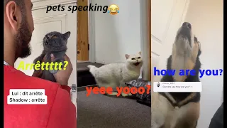 These Cats 😻 And Dogs 🐶 Can Speaking English!  Pets Language | Pets Story Video 2021