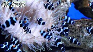 4K fishtank Underwater Wonders. 4K CORAL REEF WITH NEMO and Water Sound - Reduce Stress and Anxiety.