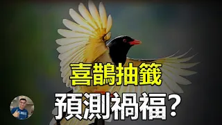 【喜鵲: 能夠預測未來的鳥?】遠古淵源-比雞鴨鵝更有底氣的進化—深藏不露, 文明爆棚! 報恩, 救援, 佔掛, 霸主 - 都是狠角色?【飄哥講故事】(字幕)