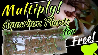 Aquarium plants awesome growth with No Co2 |My Emersed aquarium plants |short video