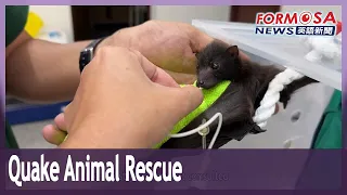 Locals save fruit bat stranded by Hualien earthquakes in Taiwan first｜Taiwan News