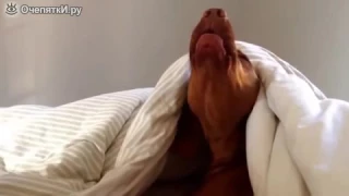 Реакция собаки на будильник