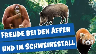 Spannendes aus Tierpark und Zoo | Panda, Gorilla & Co.