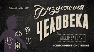 7. Анализаторы. Физиология человека - 8 класс