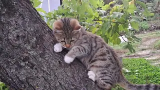 Cute playful kitten. This kitten is so beautiful.