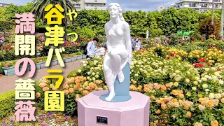 習志野市 谷津バラ園(やつばらえん)  満開の薔薇  2024年5月15日撮影