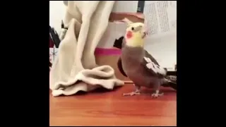 Parrot explosion meme