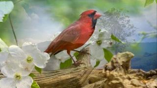 Los Carabajal - Chacarera del Cardenal