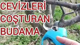 GELİŞMEYEN CEVİZLERİ COŞTURAN BUDAMA ( budama hatalarını düzelttik )