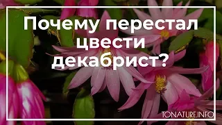 Почему перестал цвести декабрист? | toNature.Info