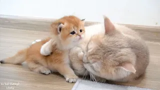 Top videos of mother cat showing love to her kittens. The boundless love of a mother cat.