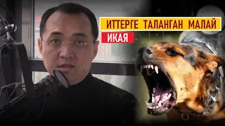 Иттерге  таланган  малай / Ибарат икая/ Эрнис Кыяз