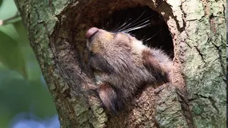 ムササビ　寝ぼけて穴の底まで落ちました